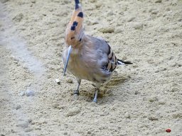 Tiergarten Schönbrunn am 23.03.2023